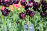 Tulipa 'Black Hero'