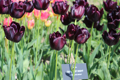 Tulp 'Black Hero'
