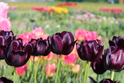 Tulp 'Black Hero'