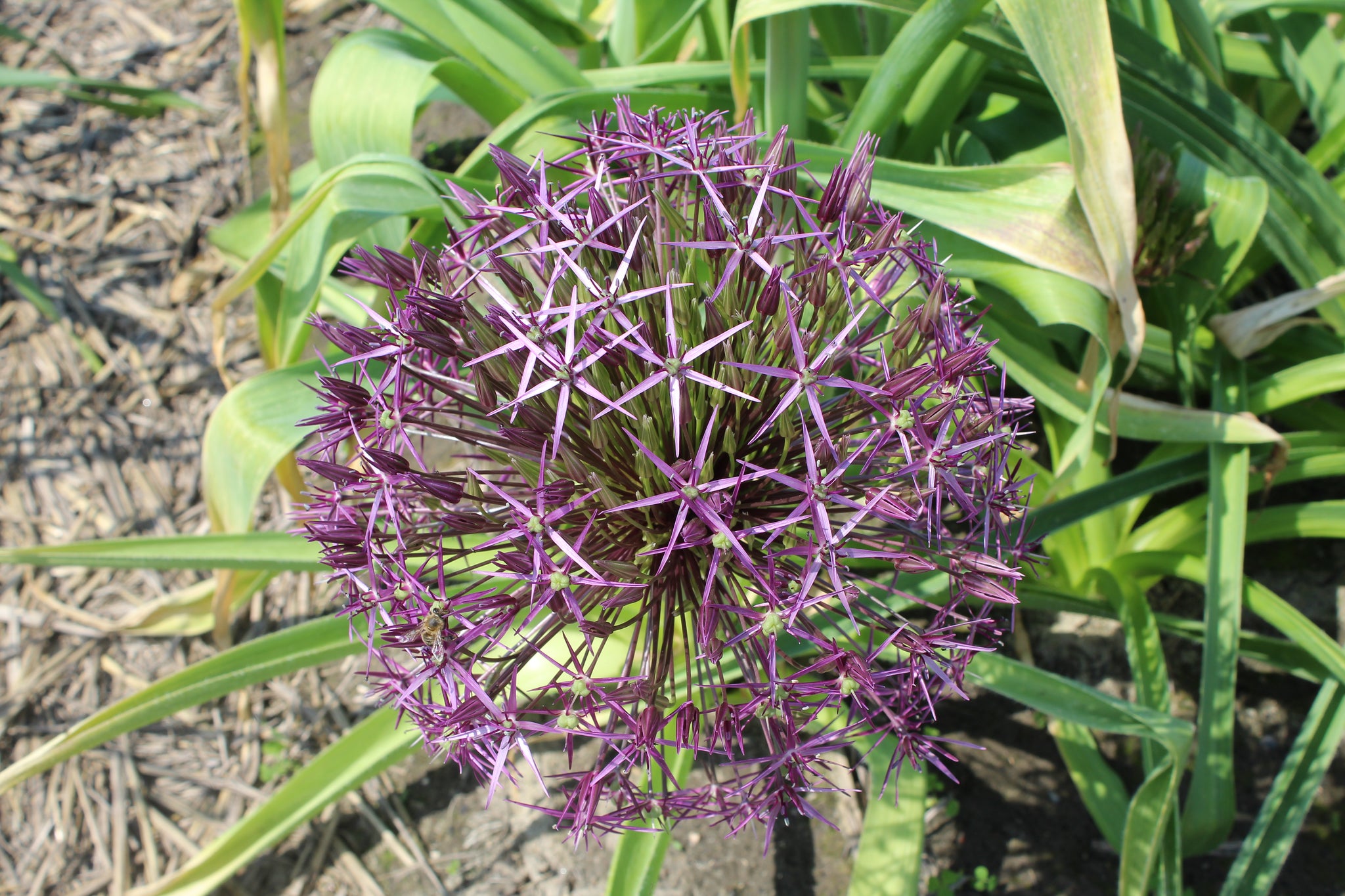 Allium Christophii