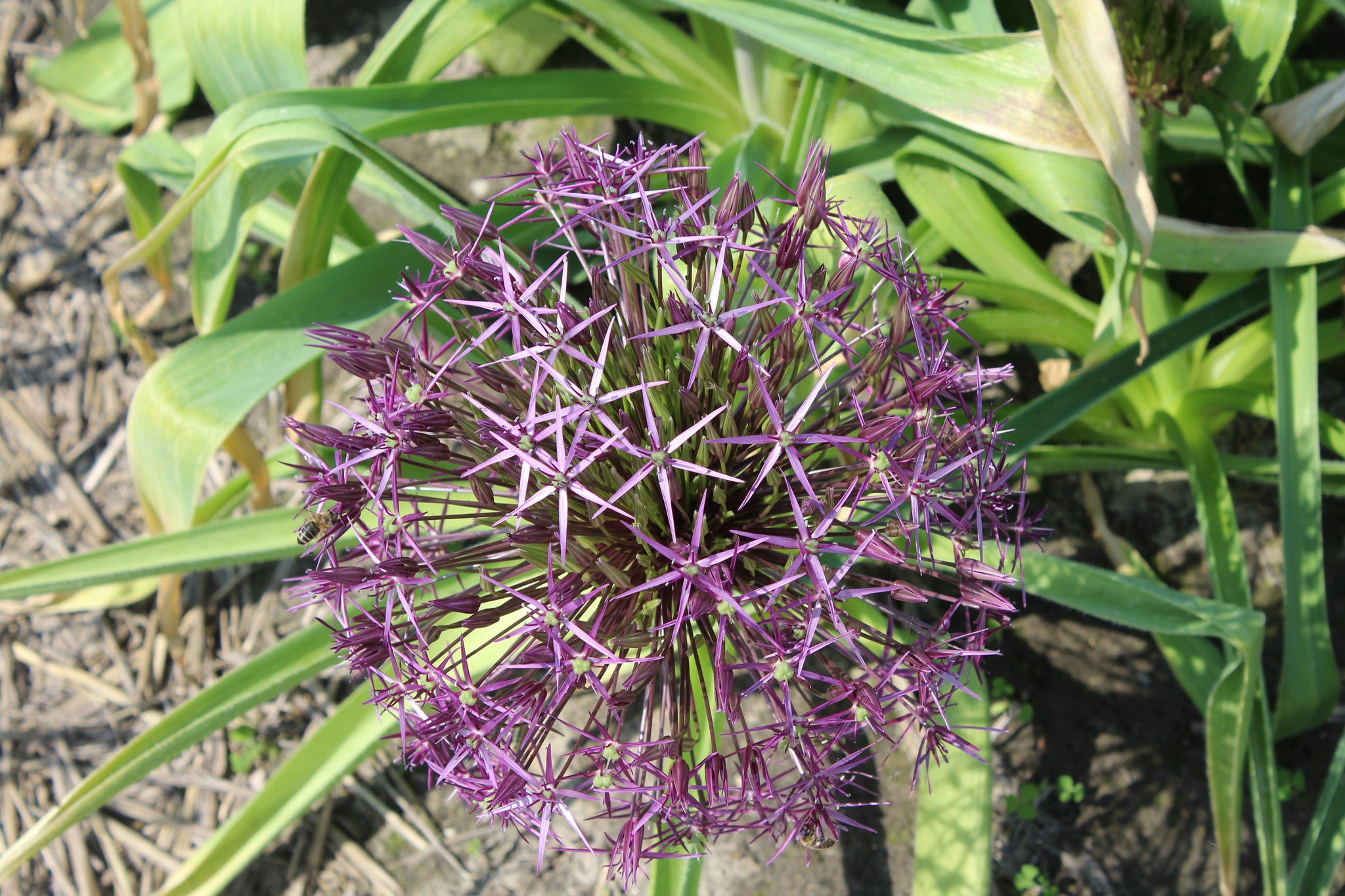 Allium Christophii