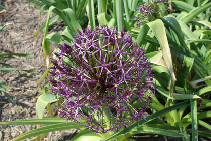 Allium Christophii