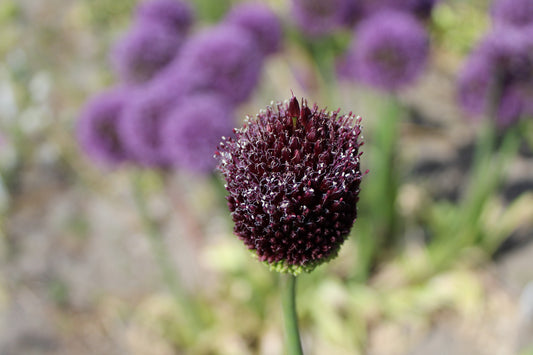 Look Allium 'Red Mohican'