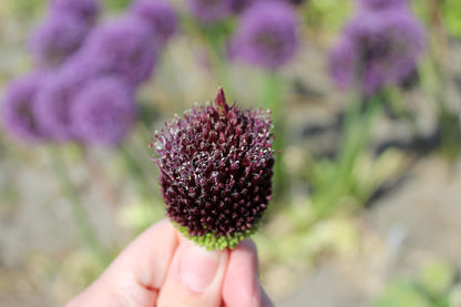 Look Allium 'Red Mohican'