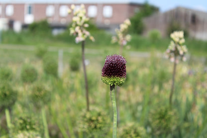 Look Allium 'Red Mohican'