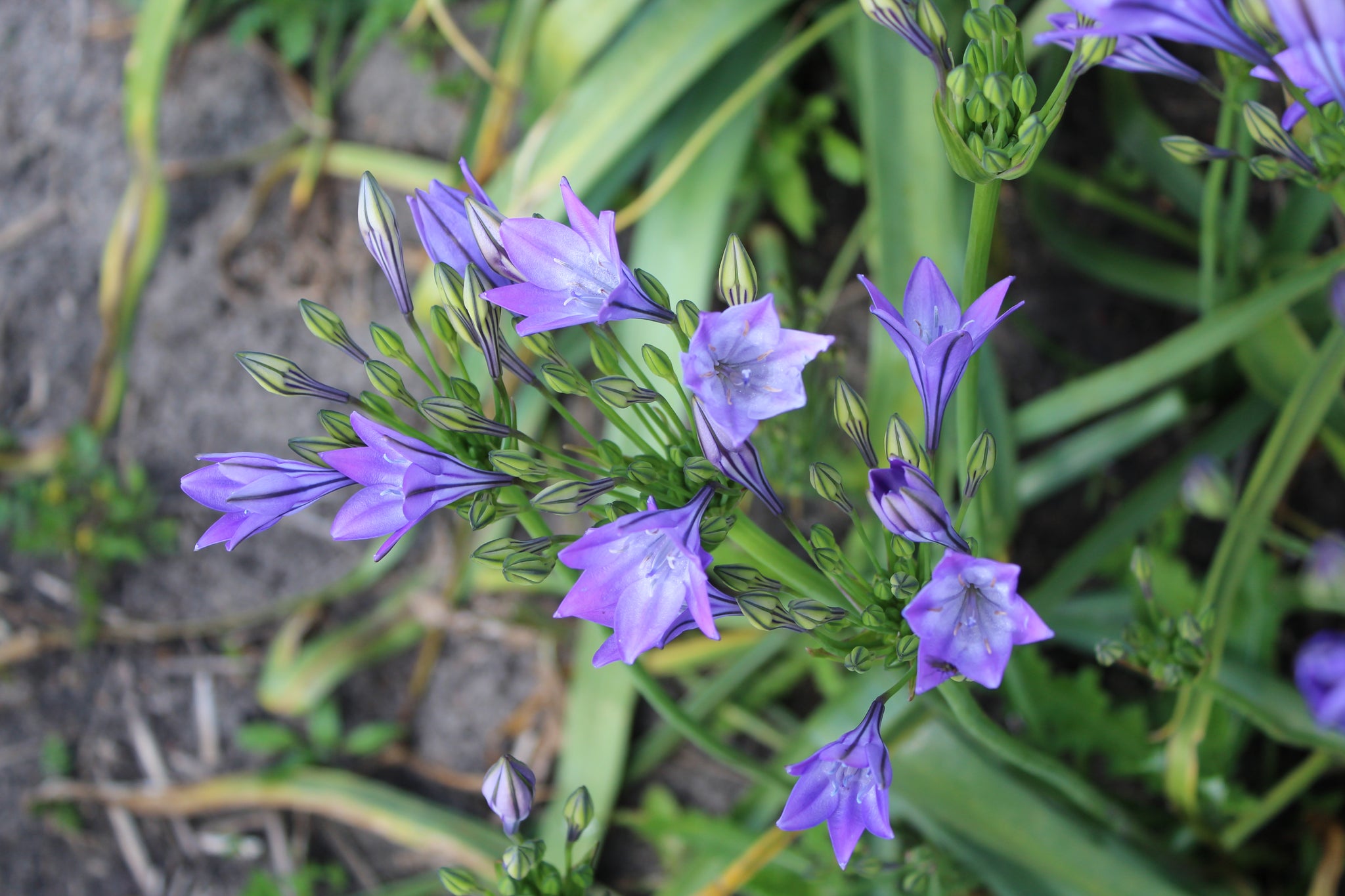 Triteleia laxa Corrina