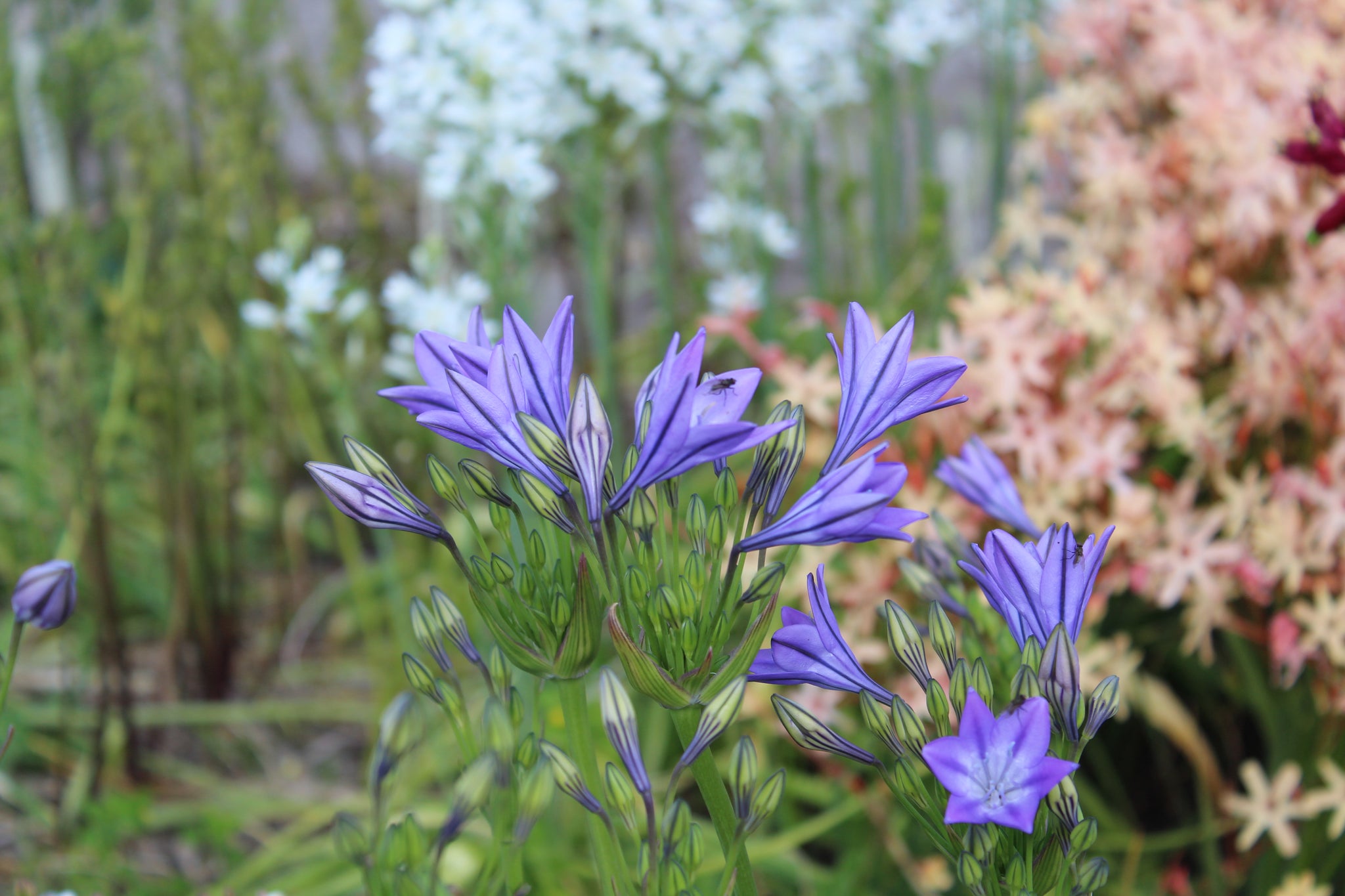 Triteleia laxa Corrina