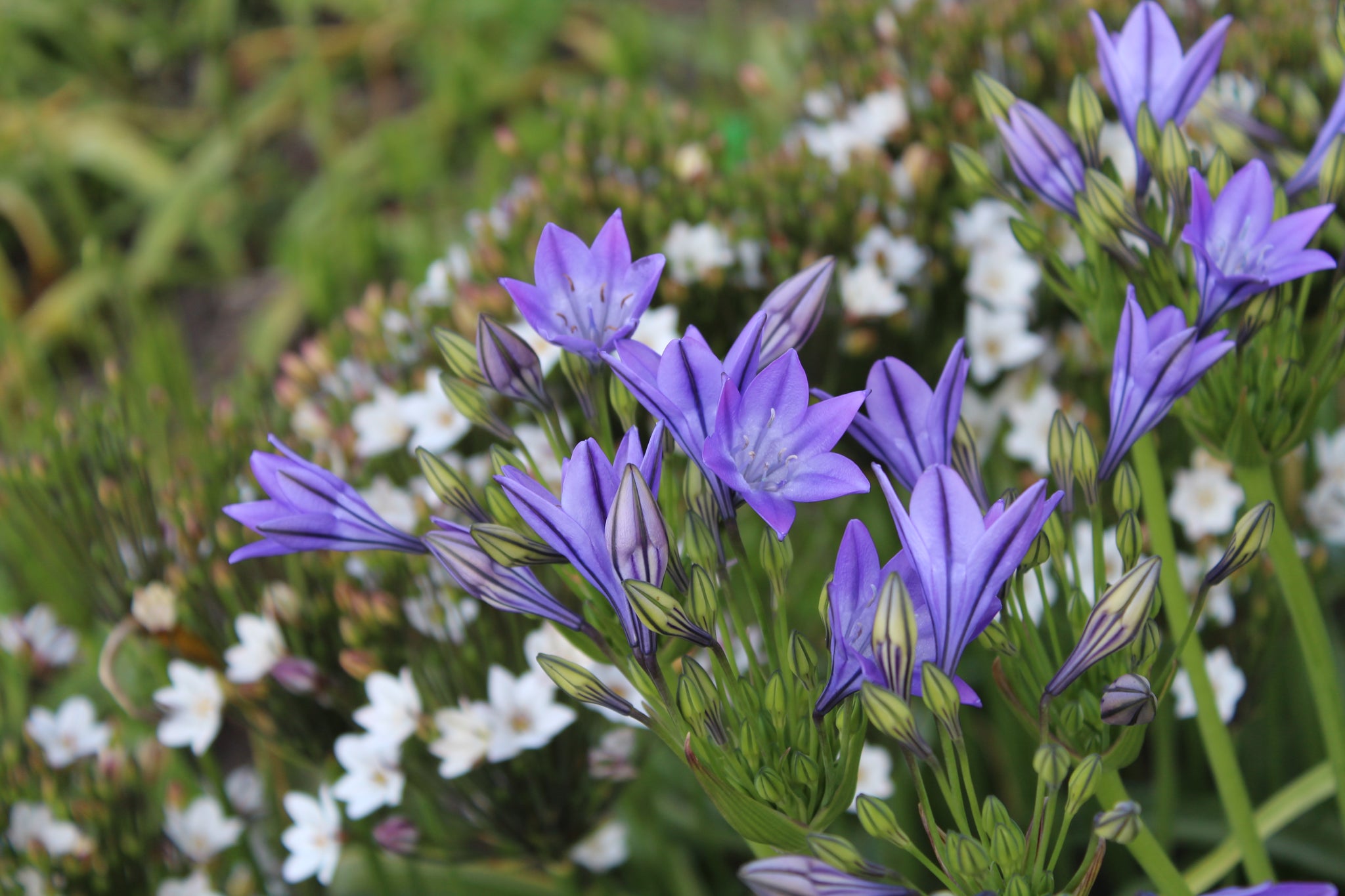 Triteleia laxa Corrina