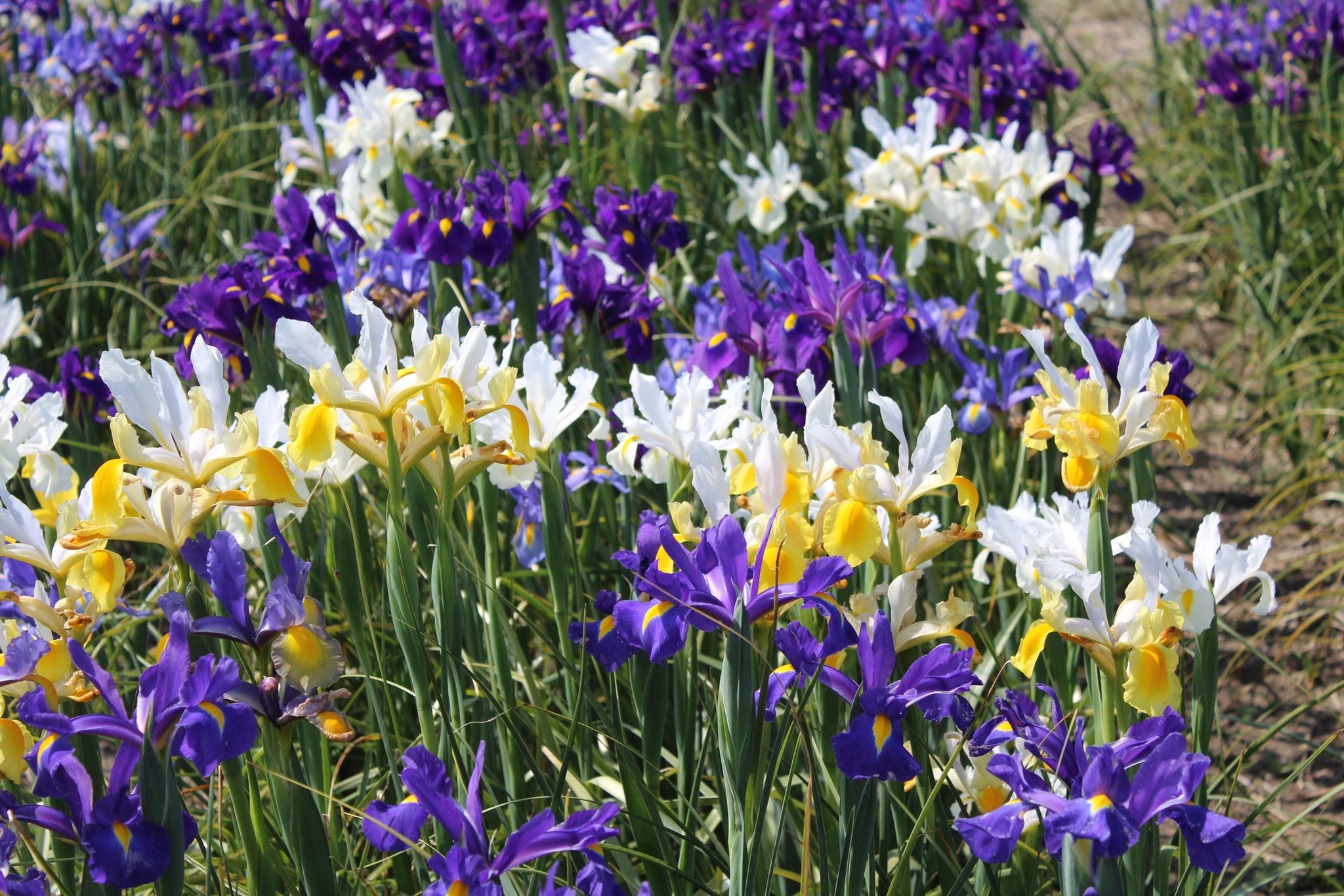Iris hollandica kleuren mix