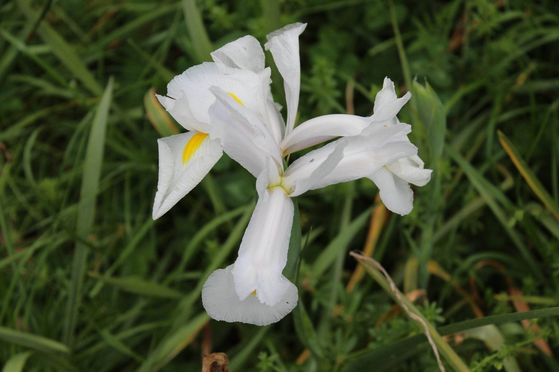 Iris hollandica 'Alaska'
