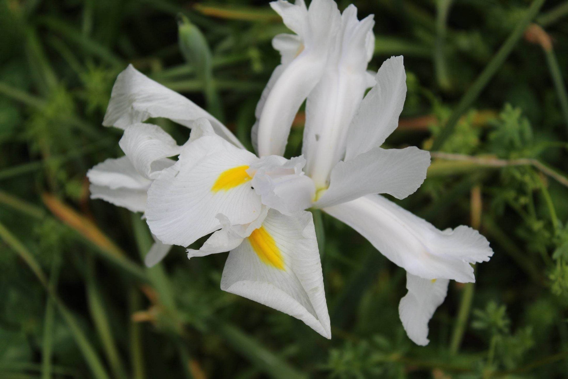 Iris hollandica 'Alaska'