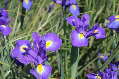 Iris hollandica 'Blue Magic'