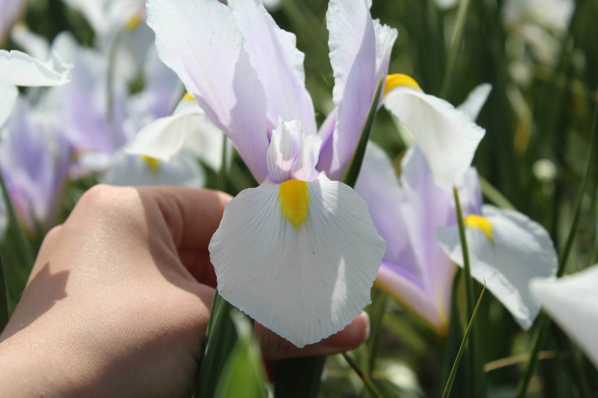 Iris hollandica 'Carmen'