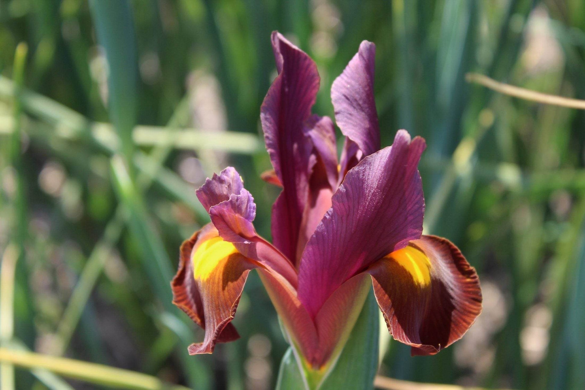 Iris hollandica 'Red Ember'