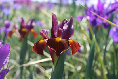 Iris hollandica 'Red Ember'
