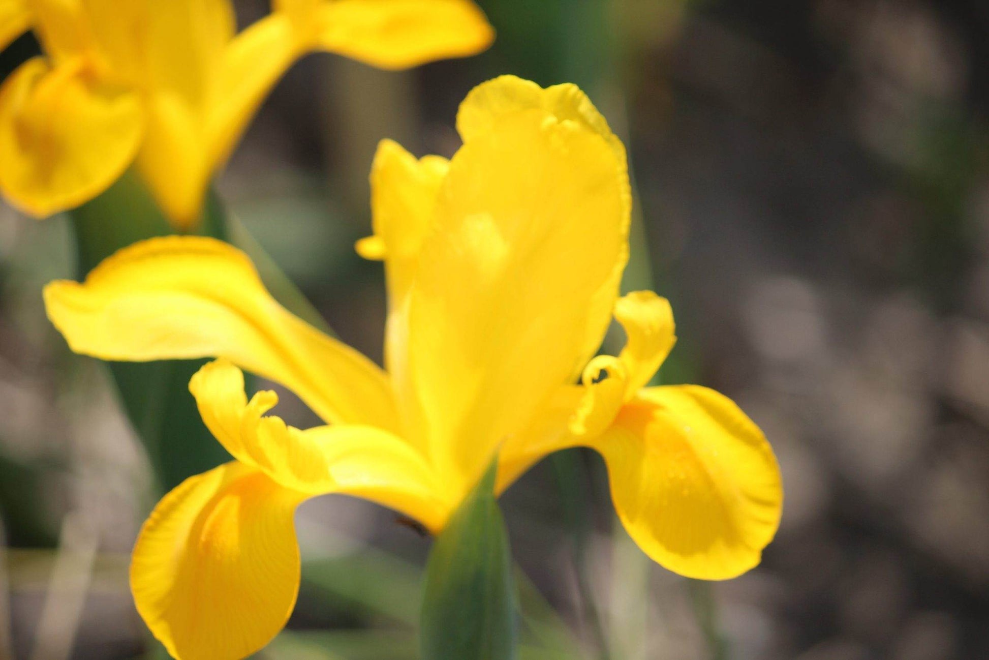 Iris hollandica 'Stronggold'