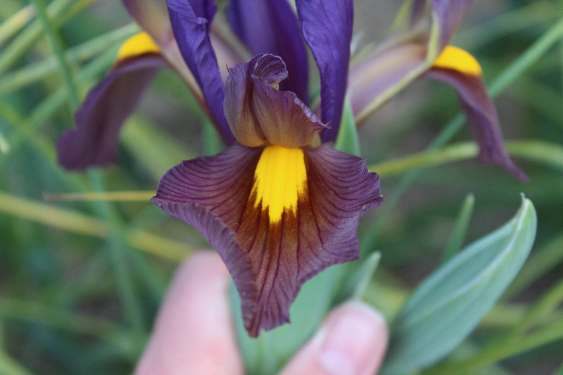 Iris hollandica 'Tigereye'