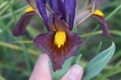 Iris hollandica 'Tigereye'