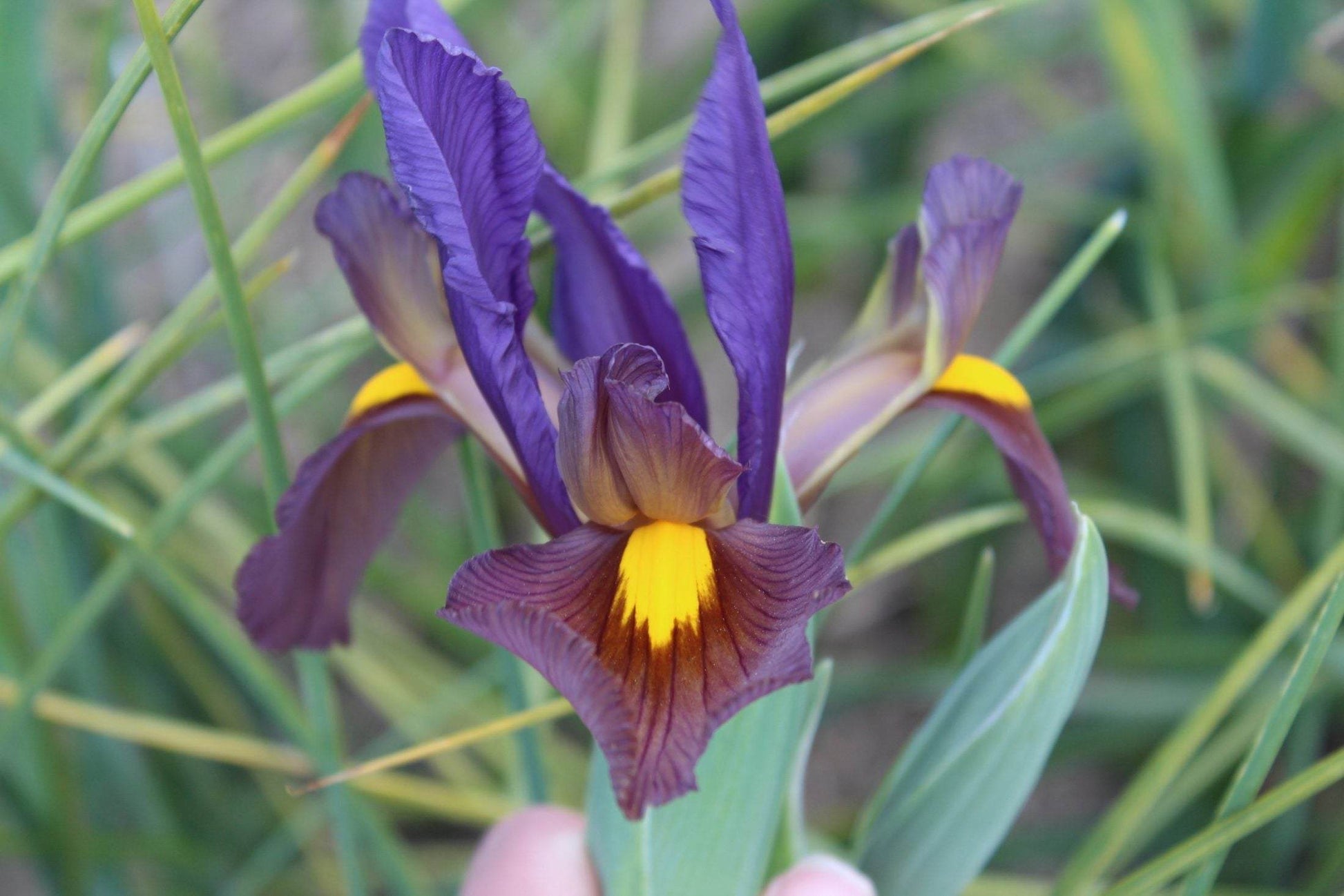 Iris hollandica 'Tigereye'