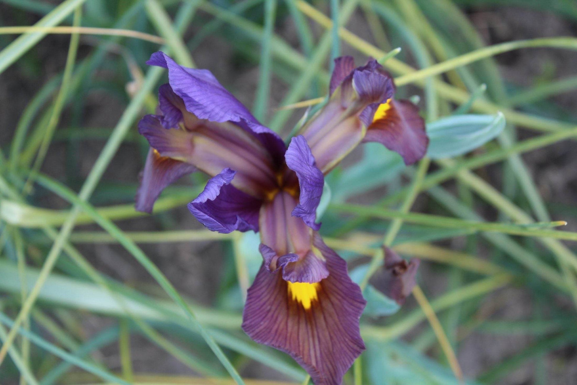 Iris hollandica 'Tigereye'