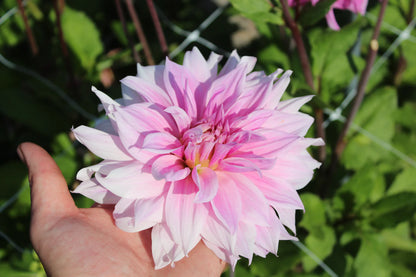 Blush Pink & Purple Dahlia Collectie