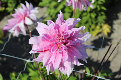 Dahlia 'Labyrinth Twotone'