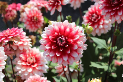 Dahlia 'Larry Love'