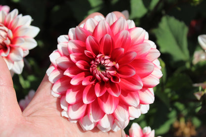 Dahlia 'Larry Love'
