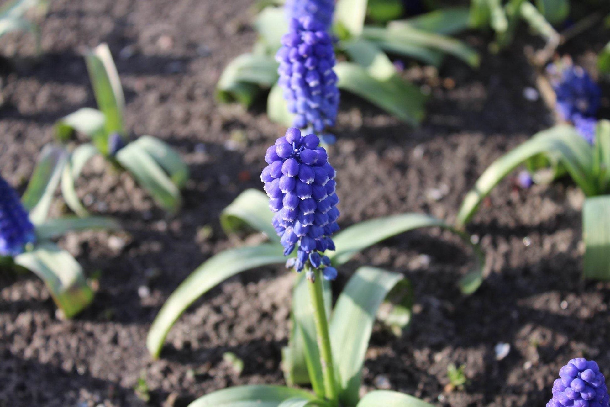 Muscari bling bling