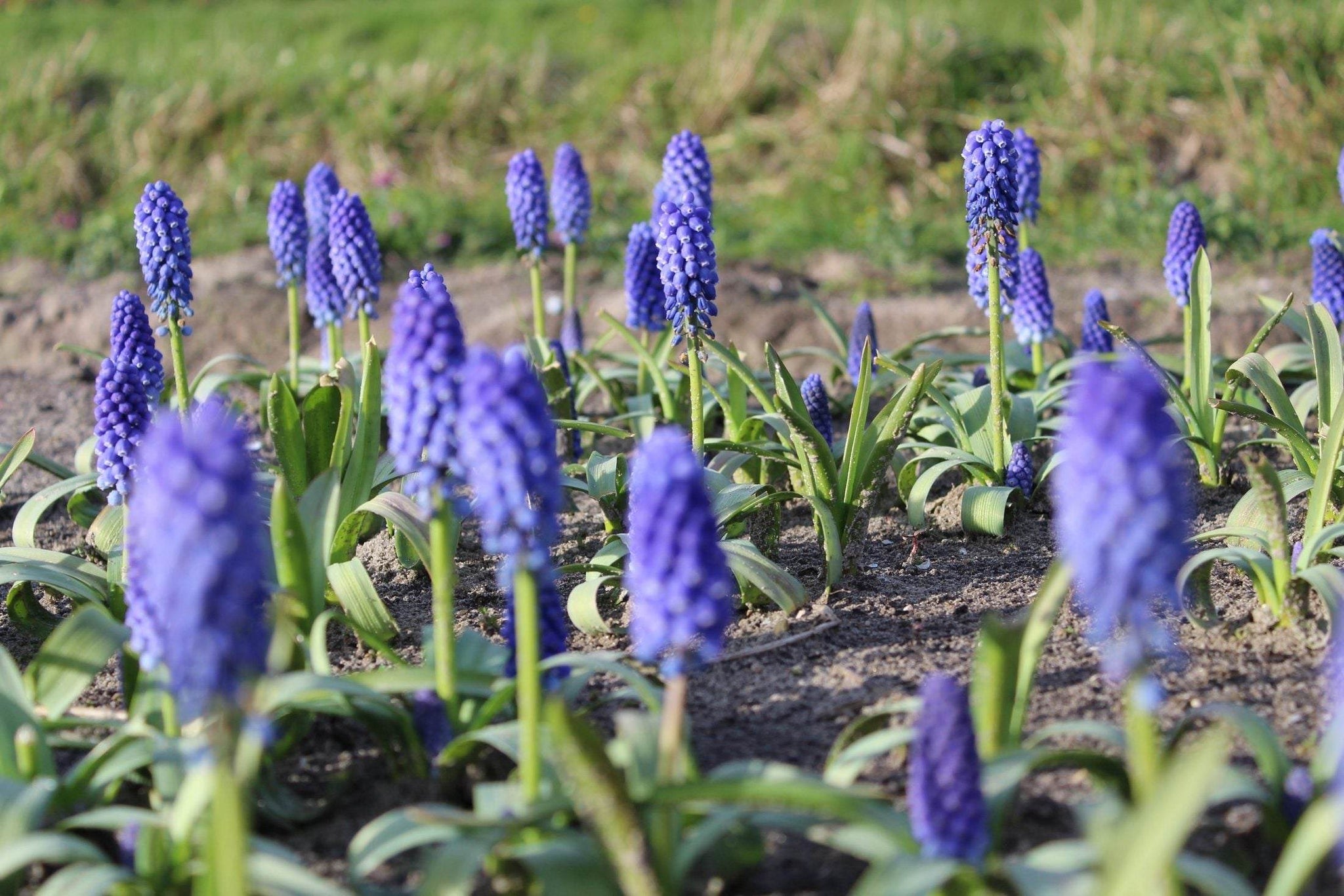Muscari bling bling