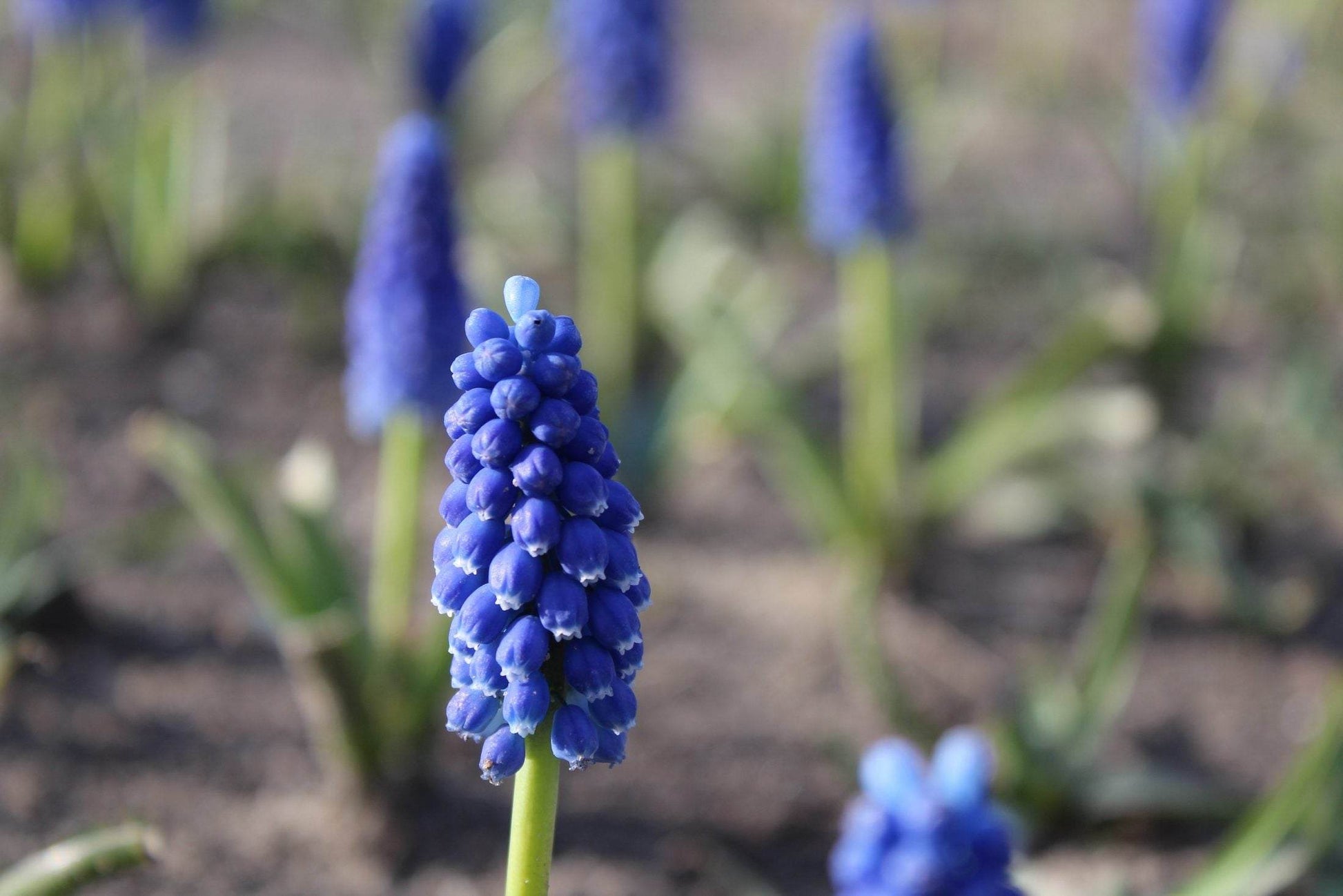 Muscari bling bling