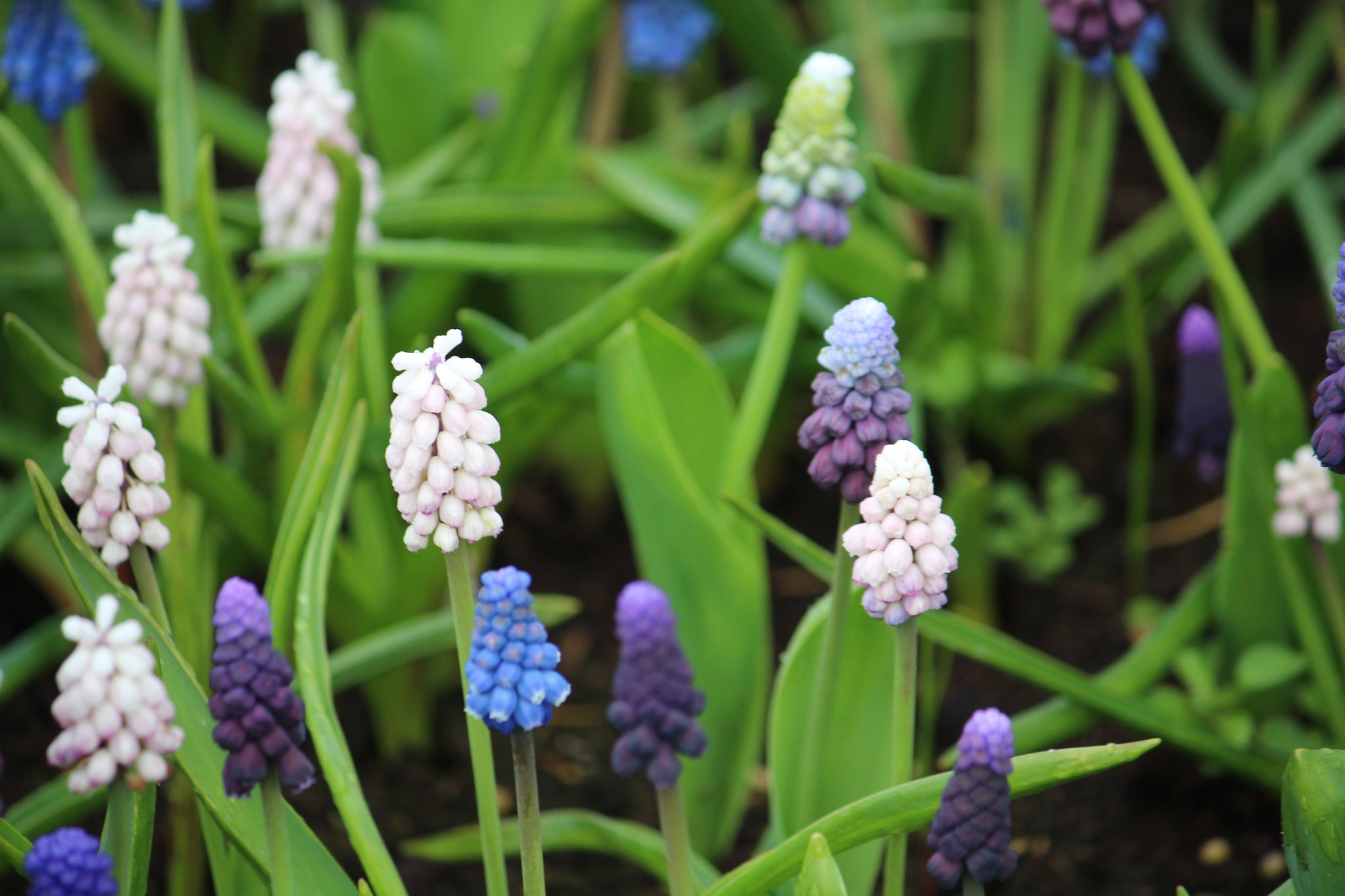 Muscari collectie 25 bollen