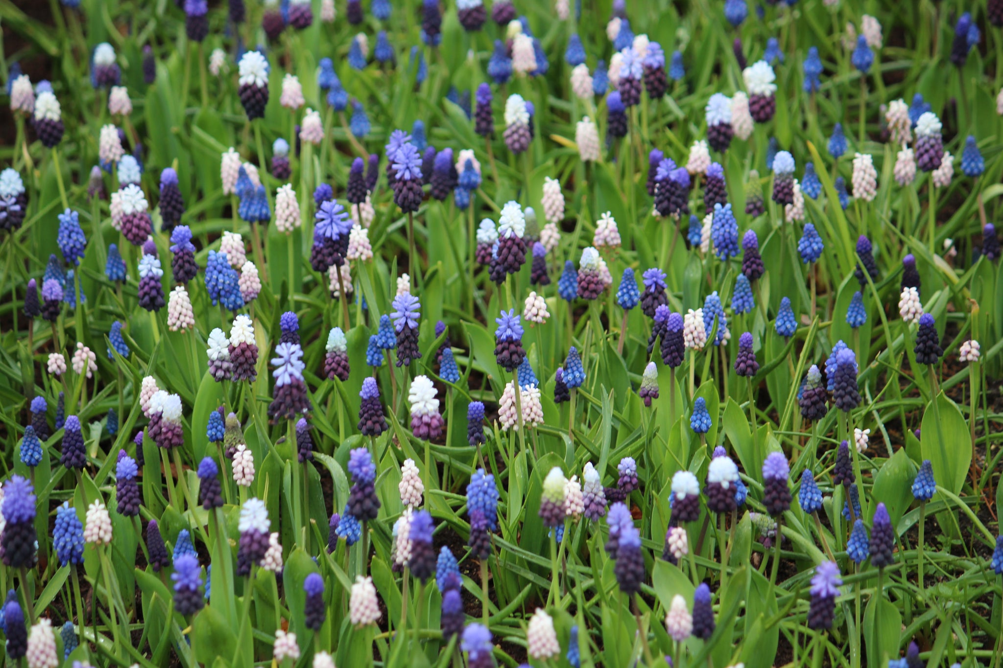 Muscari collectie 25 bollen