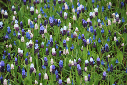 Muscari collectie 25 bollen