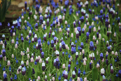 Muscari collectie 25 bollen