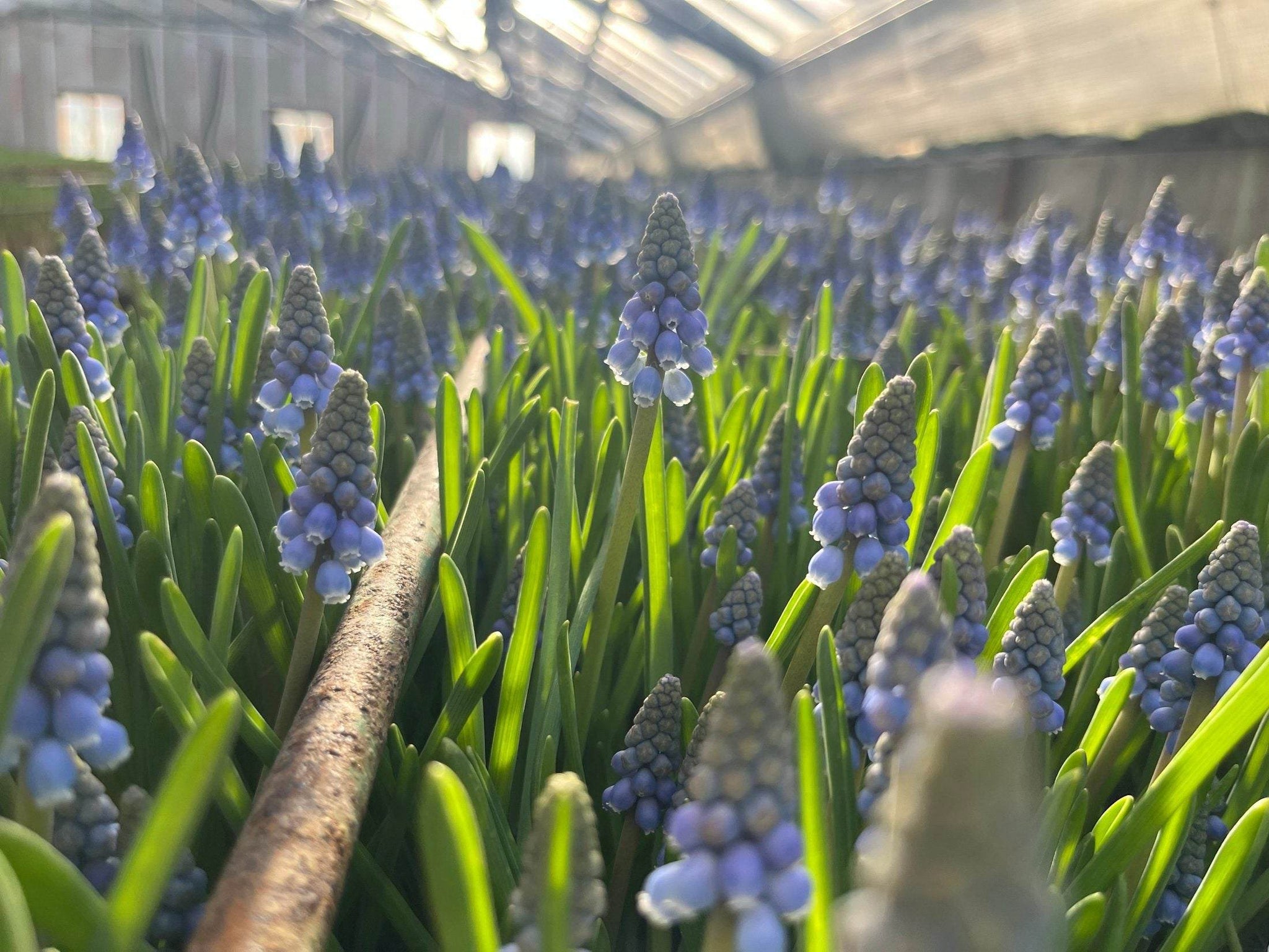 Muscari armeniacum