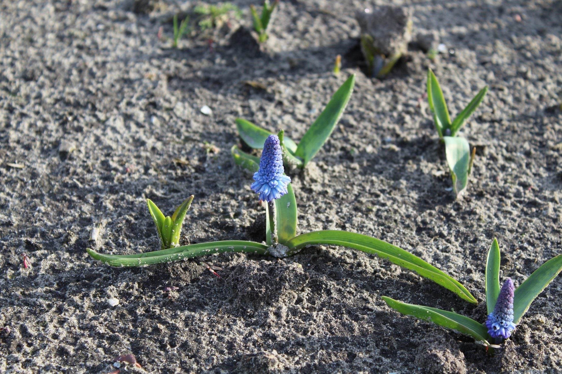 Muscari azureum
