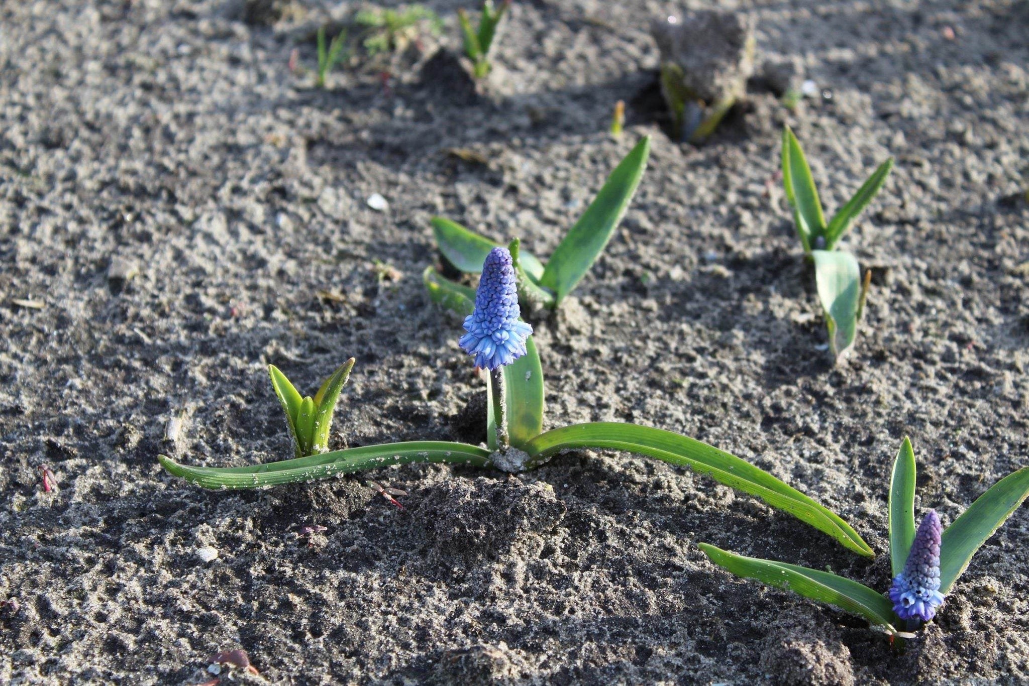 Muscari azureum
