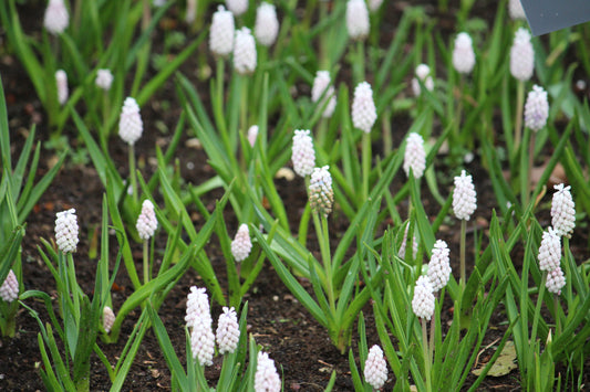 Blauwe druifjes White Spear