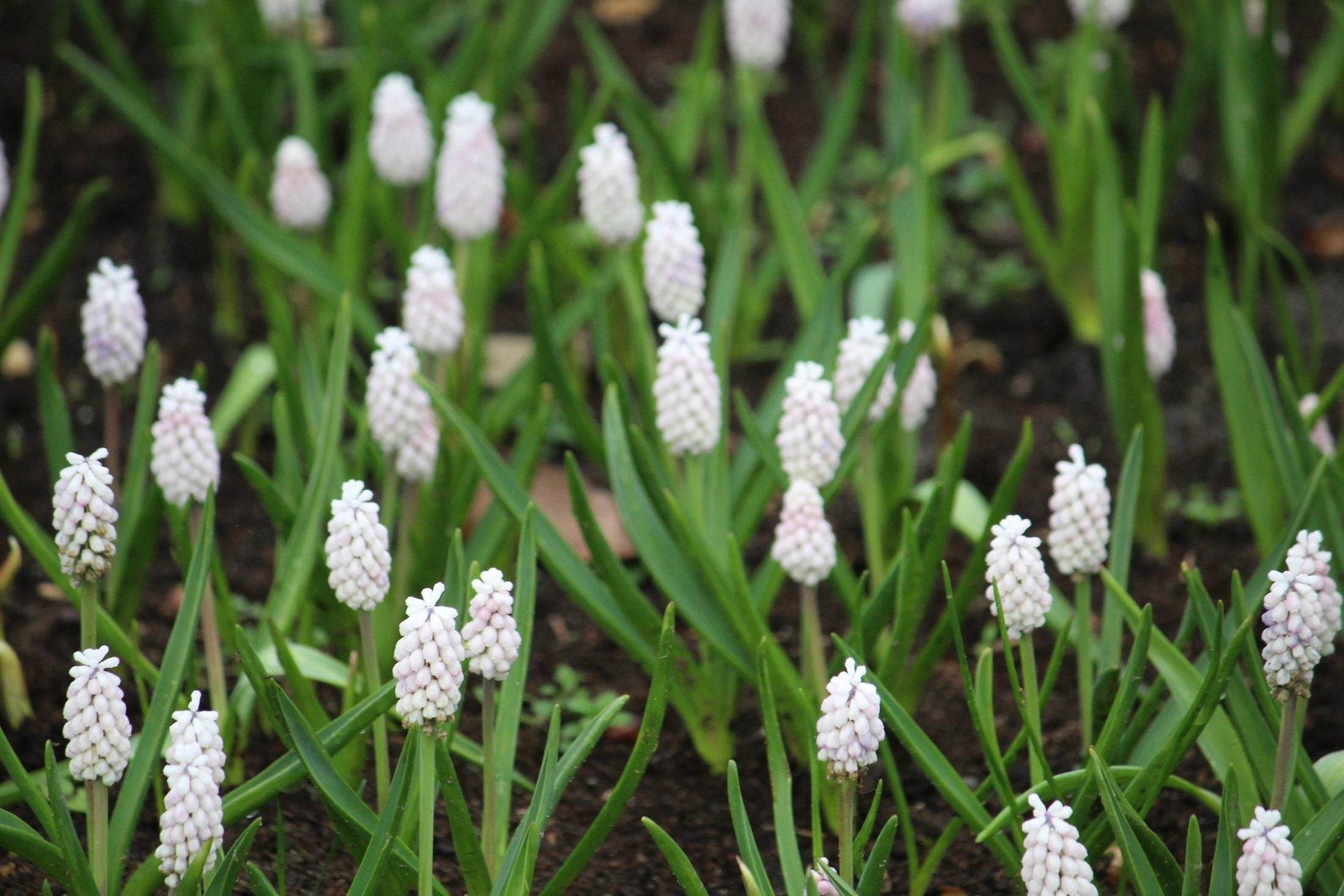 Muscari botryoides 'Album'