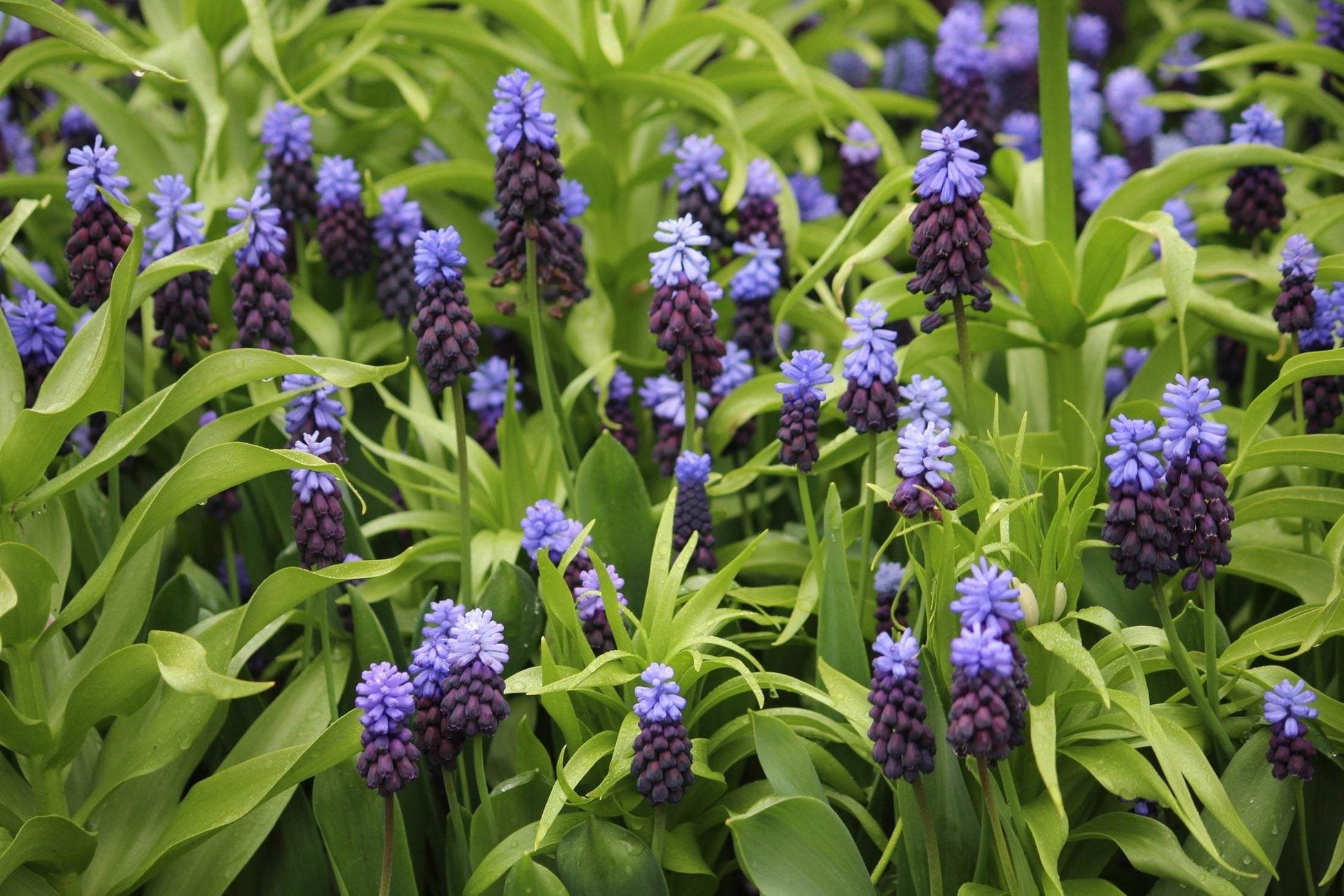 Muscari neglectum