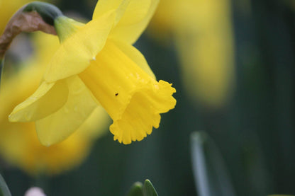Narcissus 'Arkle'
