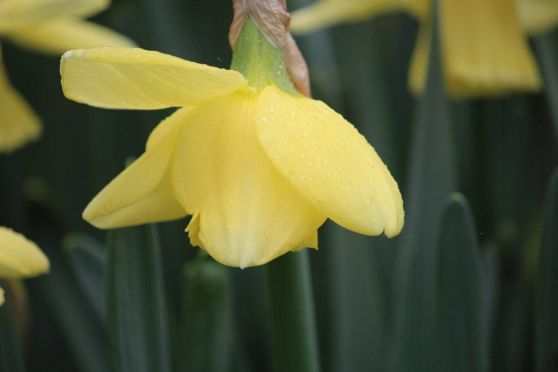 Narcissus 'Avalon'