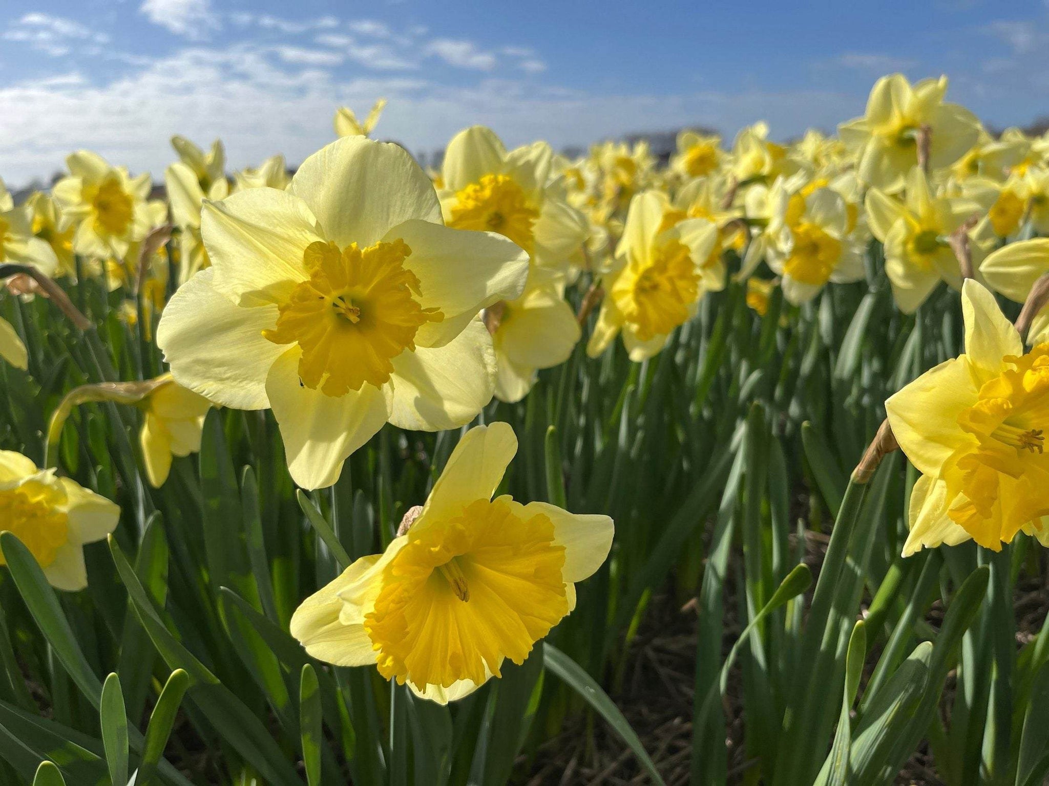 Narcissus 'Beowulf'