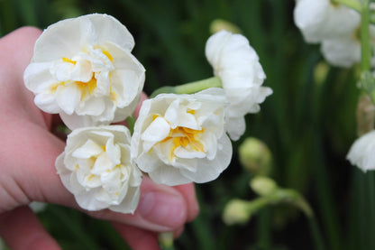 Narcissus 'Bridal Crown'