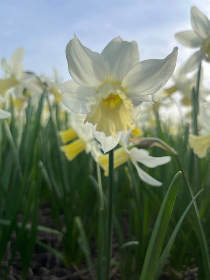 Narcissus 'Elka'