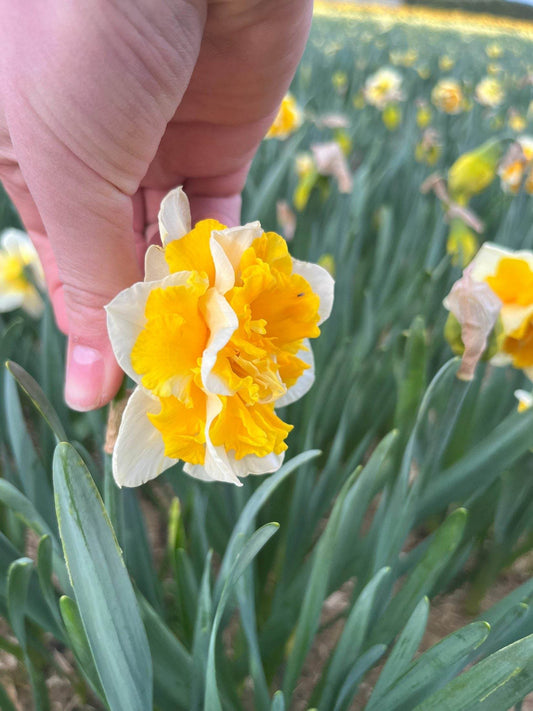 Narcissus 'Flower Parade'