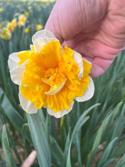Narcissus 'Flower Parade'