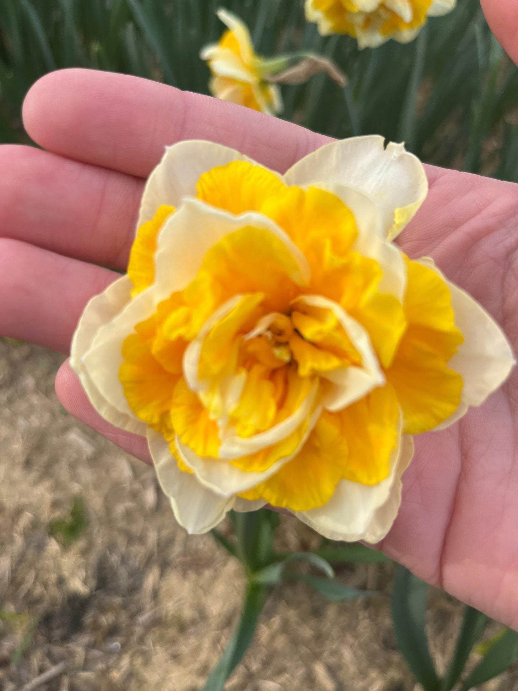 Narcissus 'Flower Parade'