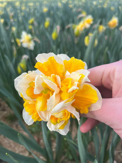 Narcissus 'Flower Parade'